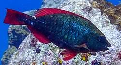 Image result for Sparisoma amplum