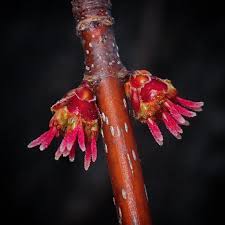 Attēlu rezultāti vaicājumam “Acer saccharinum bud”