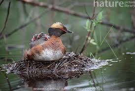 Image result for Podiceps auritus