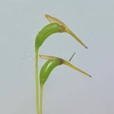 Attēlu rezultāti vaicājumam “Dicranum leioneuron”