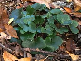 Attēlu rezultāti vaicājumam “Hepatica nobilis leaf”
