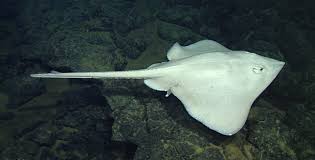 Image result for Amblyraja hyperborea