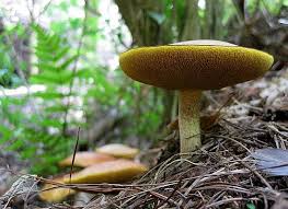 Attēlu rezultāti vaicājumam “Suillus granulatus”