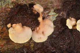 Attēlu rezultāti vaicājumam “Antrodiella serpula”