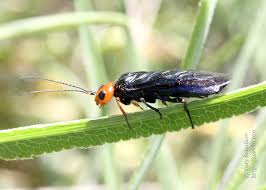 Attēlu rezultāti vaicājumam “Acantholyda erythrocephala”