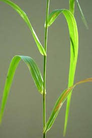 Attēlu rezultāti vaicājumam “Phalaroides arundinacea fruit”