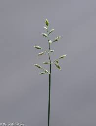 Attēlu rezultāti vaicājumam “Poa compressa”