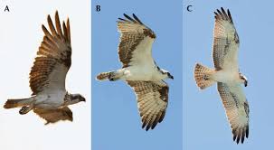 Image result for Pandion haliaetus