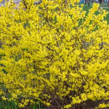 Attēlu rezultāti vaicājumam “Forsythia viridissima flower”