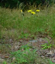 Attēlu rezultāti vaicājumam “Hieracium murorum bud”