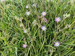 Attēlu rezultāti vaicājumam “Spergularia marina”