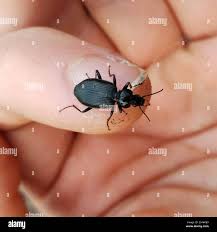 Attēlu rezultāti vaicājumam “Limodromus assimilis”