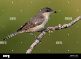 Image result for Sylvia hortensis