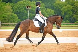 Image result for North Lammermuir Riding Club