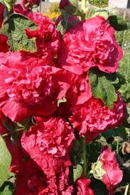 Image result for Alcea rosea `Appleblossom`