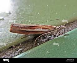 Attēlu rezultāti vaicājumam “Agriphila selasella”