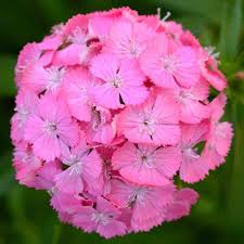 Attēlu rezultāti vaicājumam “Dianthus barbatus flower”