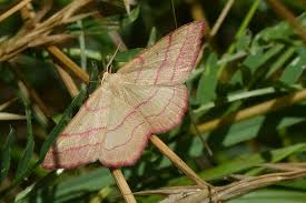 Attēlu rezultāti vaicājumam “Rhodostrophia vibicaria”