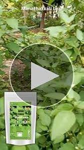 Attēlu rezultāti vaicājumam “Solanum nigrum leaf”