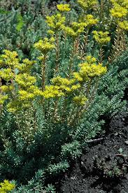 Attēlu rezultāti vaicājumam “Sedum rupestre”