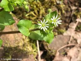 Attēlu rezultāti vaicājumam “Stellaria media”