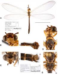 Attēlu rezultāti vaicājumam “Myrmeleontidae imago”