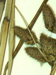 Attēlu rezultāti vaicājumam “Schistidium robustum sporophyte”