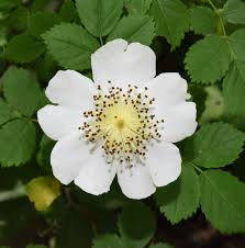 Attēlu rezultāti vaicājumam “Rosa glabrifolia”