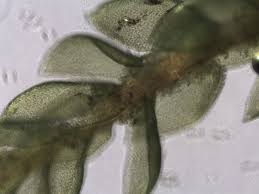 Attēlu rezultāti vaicājumam “Pterigynandrum filiforme”