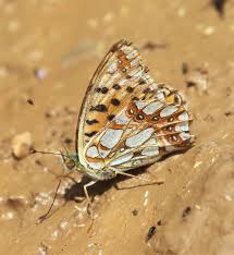 Attēlu rezultāti vaicājumam “Issoria lathonia”