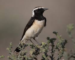 Image result for Oenanthe pleschanka