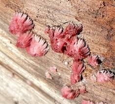 Attēlu rezultāti vaicājumam “Stemonitis axifera stalked”