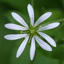 Attēlu rezultāti vaicājumam “Stellaria nemorum flower”