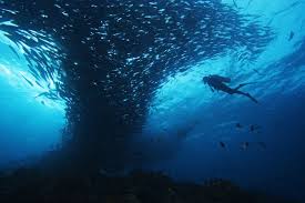 Image result for Scuba Skooling
