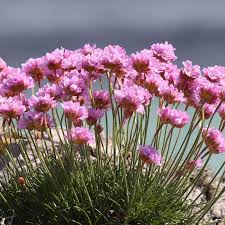 Attēlu rezultāti vaicājumam “Armeria vulgaris”