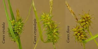 Attēlu rezultāti vaicājumam “Carex viridula”