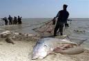 U.S. listing beluga sturgeon as threatened - US news - Environment ...