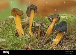 Attēlu rezultāti vaicājumam “Leotia lubrica”