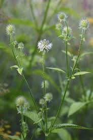 Image result for Dipsacus pilosus