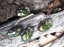 Attēlu rezultāti vaicājumam “Potosia cuprea imago”