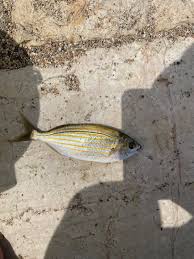 Image result for Sarpa salpa