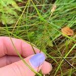 Attēlu rezultāti vaicājumam “Carex chordorrhiza leaf”