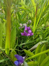 Attēlu rezultāti vaicājumam “Lathyrus palustris flower”