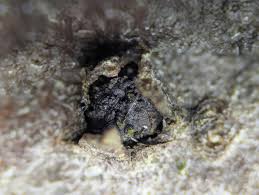 Attēlu rezultāti vaicājumam “Neocudoniella albiceps”