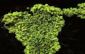 Attēlu rezultāti vaicājumam “Fuligo septica var. flava young”