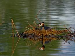 Attēlu rezultāti vaicājumam “Podiceps cristatus nest”