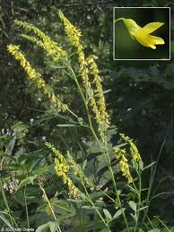 Attēlu rezultāti vaicājumam “Melilotus wolgicus flower”