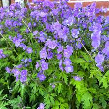 Image result for Phacelia