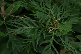 Attēlu rezultāti vaicājumam “Quercus robur fo. pectinata”