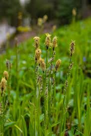 Attēlu rezultāti vaicājumam “Carex acutiformis flower”